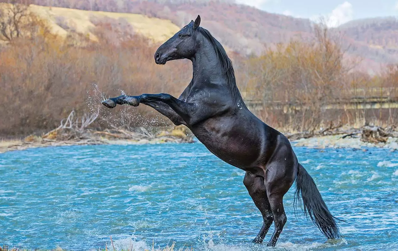 Карачаевская порода лошадей: описание, характеристика, содержание,продуктивность