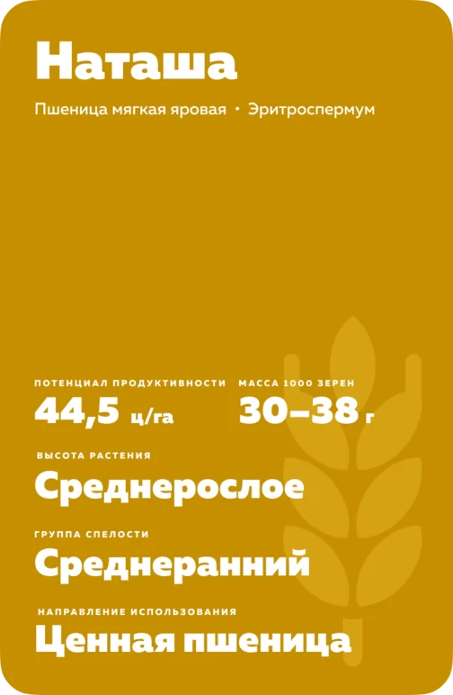 Наташа сорт мягкой яровой пшеницы