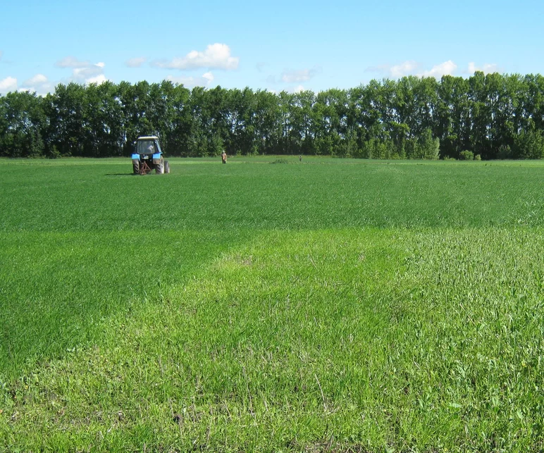 Последействие многолетнего применения средств химизации в зерновом севообороте.