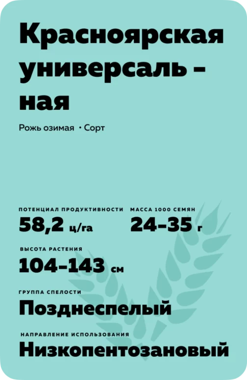 Красноярская универсальная рожь озимая