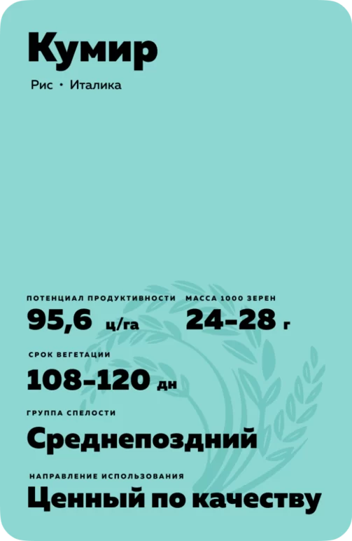 Кумир сорт риса