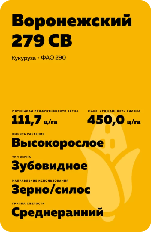 Воронежский 279 СВ гибрид кукурузы