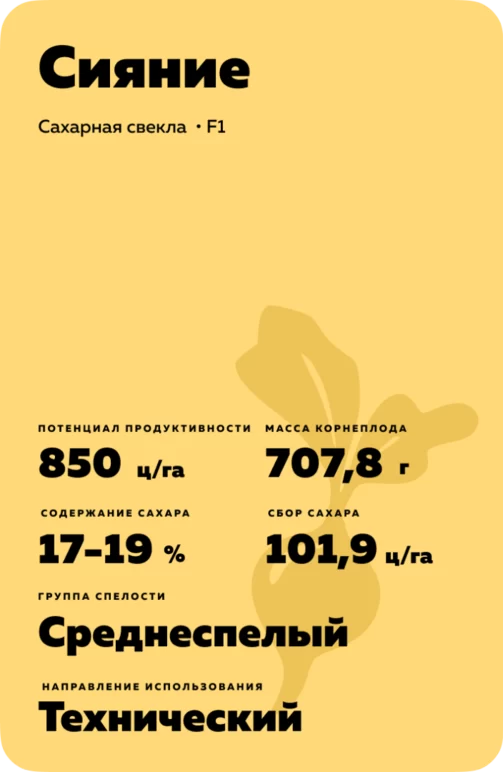 Сияние гибрид сахарной свеклы