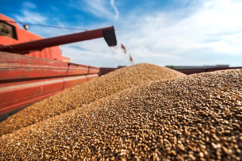 Сбор зерна в России достиг 51 млн тонн