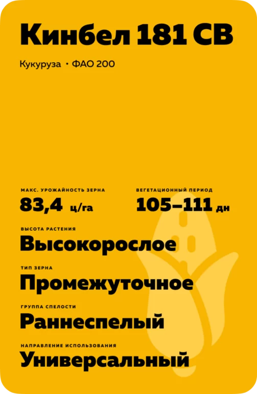 Кинбел 181 СВ гибрид кукурузы