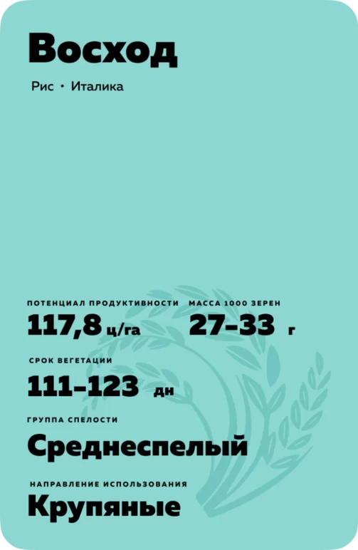 Восход - рис. Характеристики и отзывы