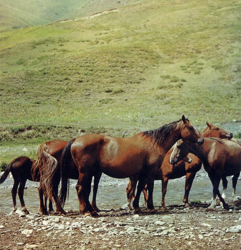 Новокиргизская порода лошадей