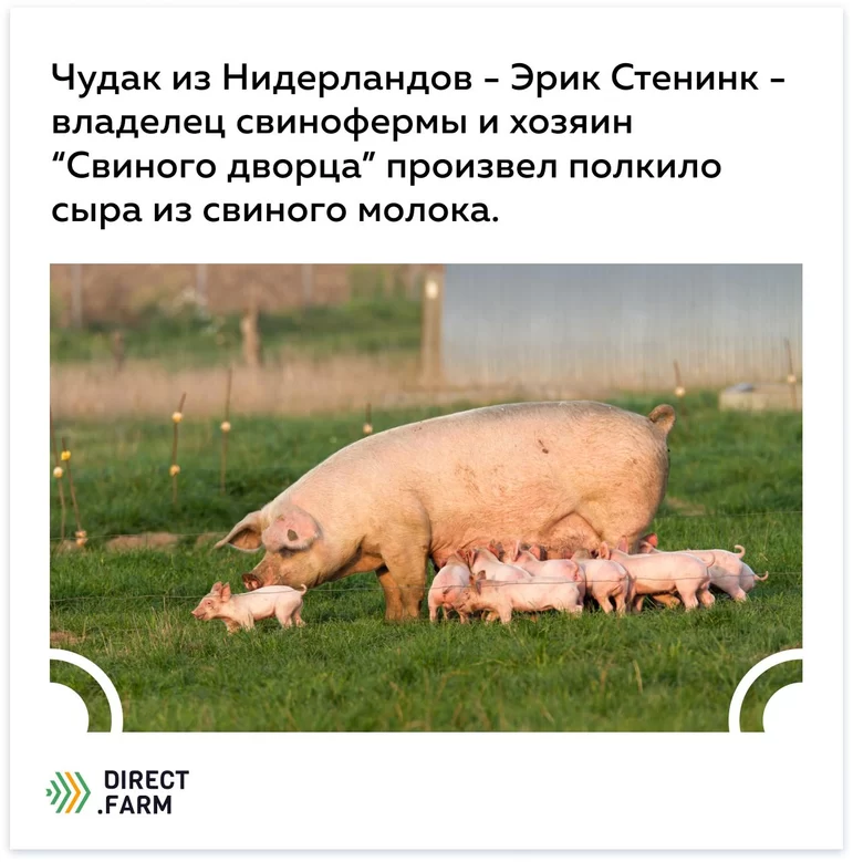 Доение свиней