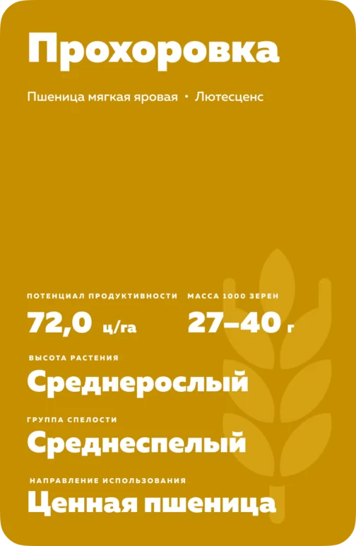Прохоровка сорт мягкой яровой пшеницы