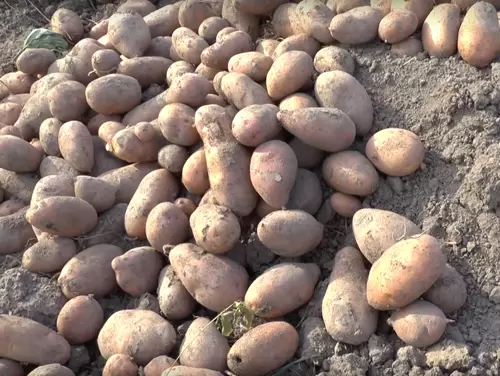 Каменский - картофель. Характеристики и отзывы