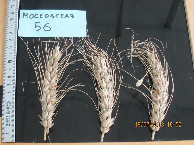 Склонность к прорастанию популярных сортов озимой пшеницы
