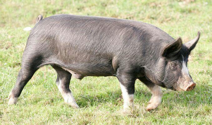 Беркшир – порода свиней