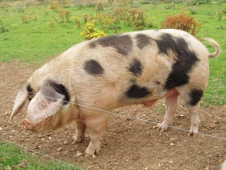 Украинская степная рябая порода свиней