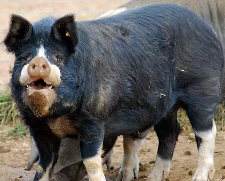 Кемеровская порода свиней