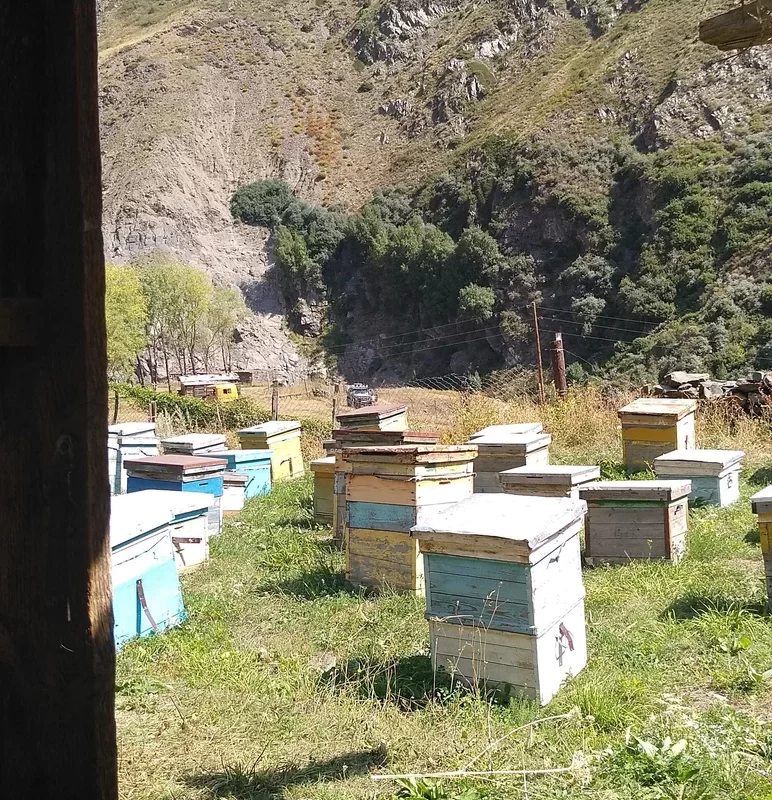 Пчеловодство 
