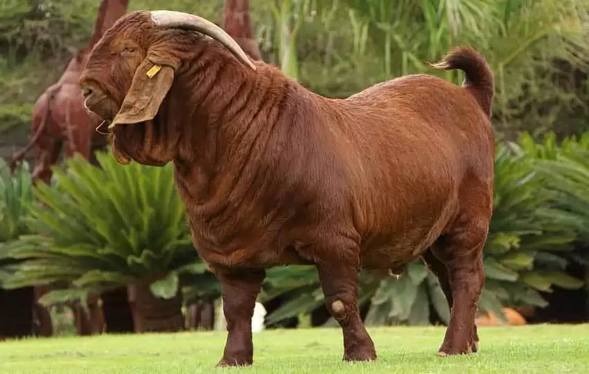 Калахарская красная порода коз: описание, характеристики, продуктивность, содержание и отзывы