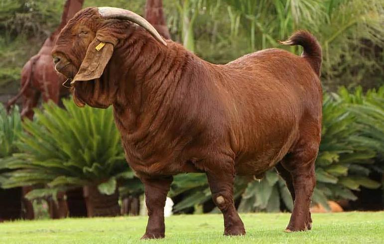 Калахарская красная порода коз