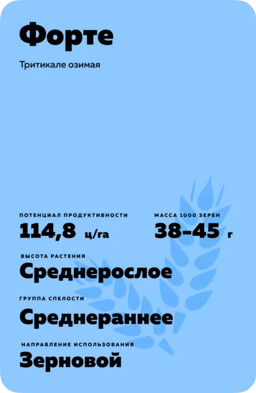 Форте сорт тритикале озимой
