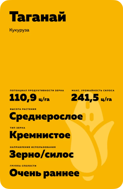 Таганай гибрид кукурузы