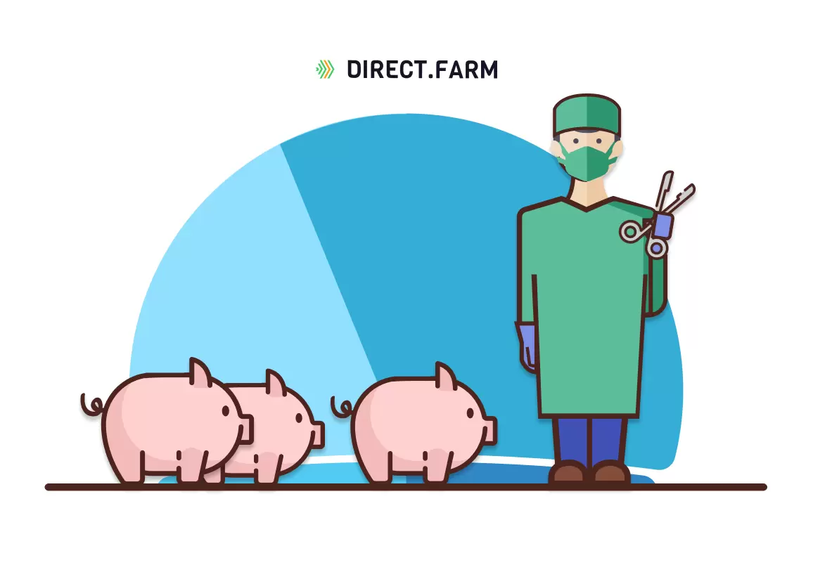 Кастрация поросят своими руками: способы