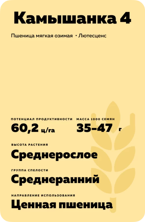 Камышанка 4 пшеница