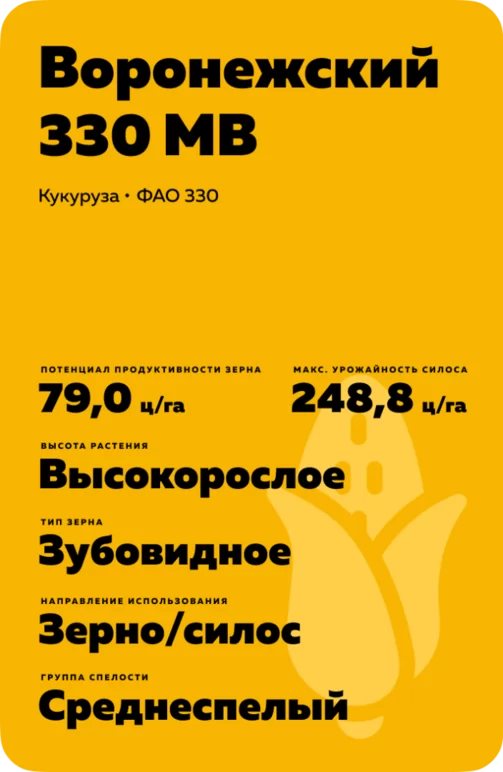 Воронежский 330 МВ гибрид кукурузы