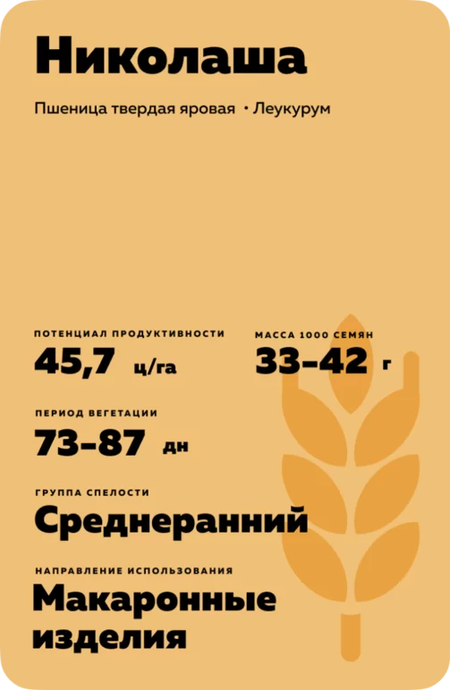 Николаша