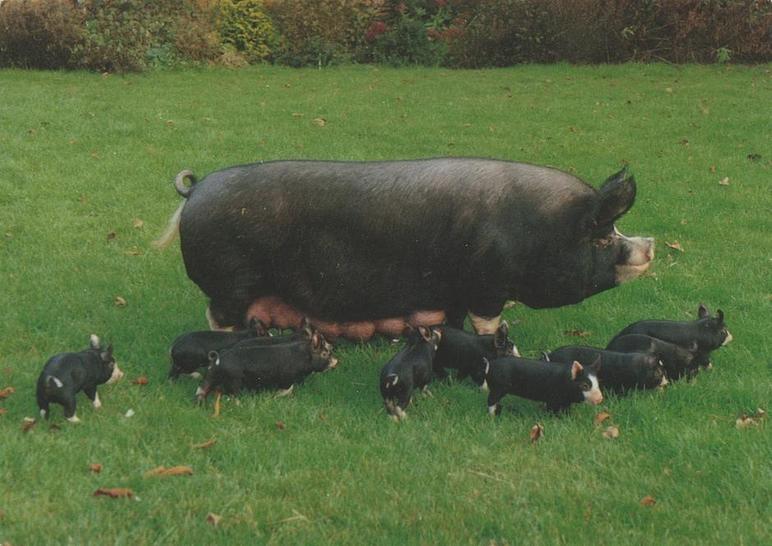 Беркшир – порода свиней
