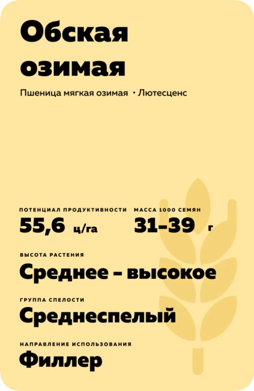 Обская озимая сорт мягкой озимой пшеницы