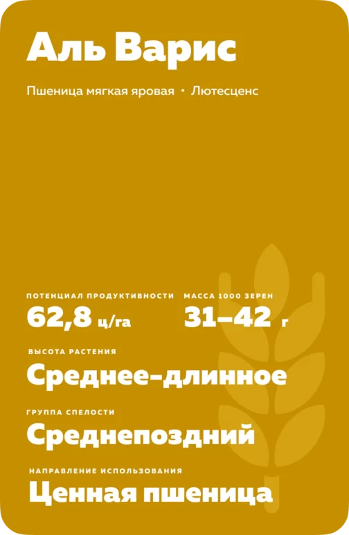 Аль Варис сорт мягкой яровой пшеницы