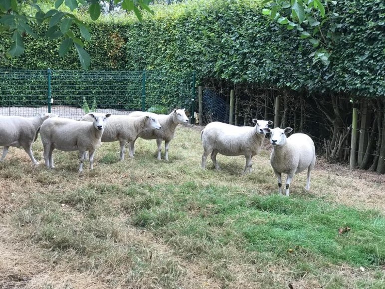 Свифтер – порода овец