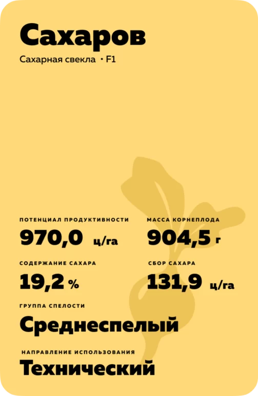 Сахаров  - гибрид свеклы сахарной (Beta vulgaris L. ssp. vulgaris var. saccharifera Alef.).