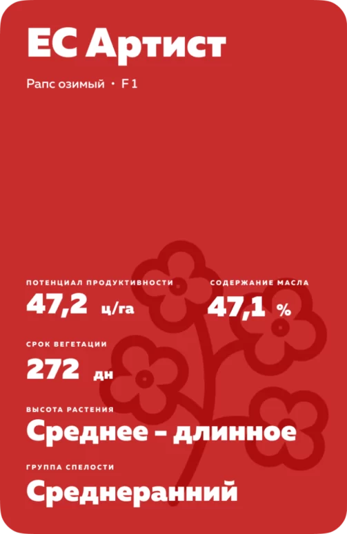 ЕС Артист (ES ARTIST) рапс озимый