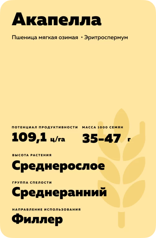 Акапелла сорт мягкой озимой пшеницы
