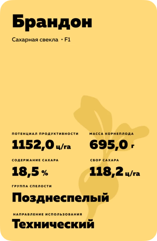 Брандон - гибрид свеклы сахарной (Beta vulgaris L. ssp. vulgaris var. saccharifera Alef.).