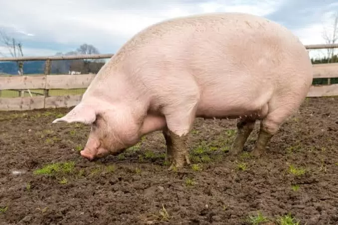 Вопросы из чатов: что делать с агрессивной свиньей?