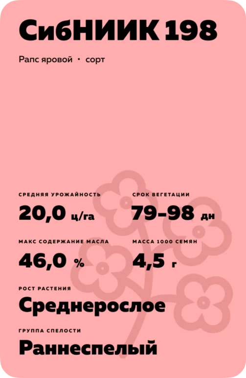 СибНИИК 198 рапс яровой