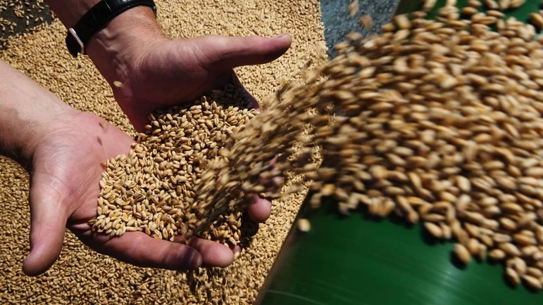 Экспортная пошлина на пшеницу из РФ с 9 ноября повысится на 3%