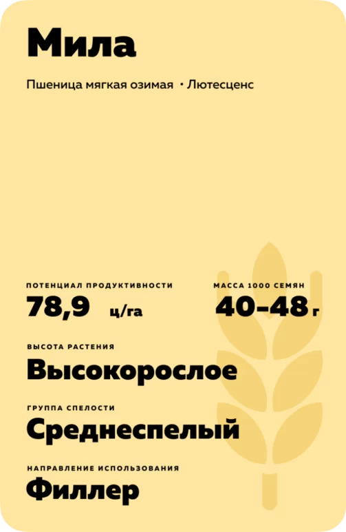 Мила - пшеница мягкая озимая. Характеристики и отзывы