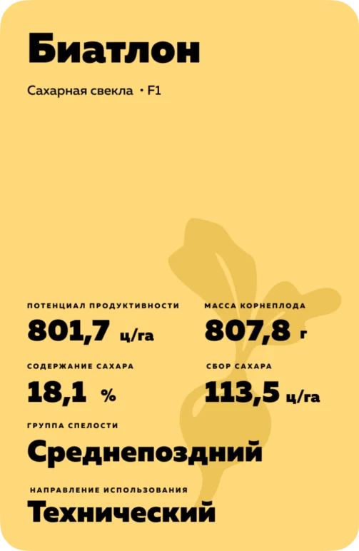 Биатлон - гибрид свеклы сахарной (Beta vulgaris L. ssp. vulgaris var. saccharifera Alef.).