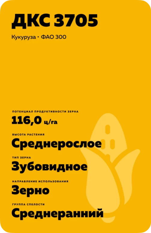 ДКС 3705 гибрид кукурузы