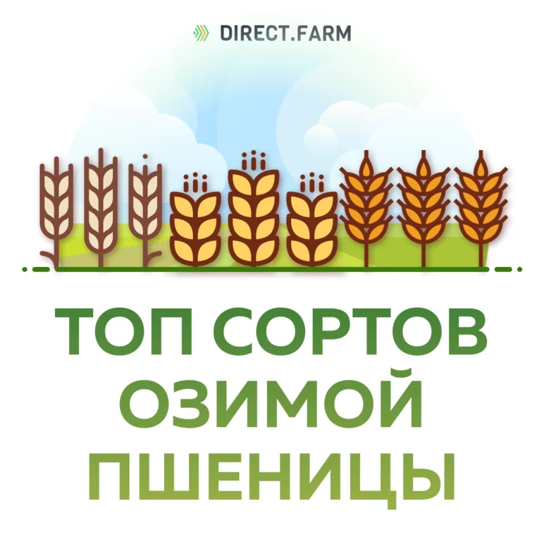 ТОп-10 самых обсуждаемых сортов пшеницы