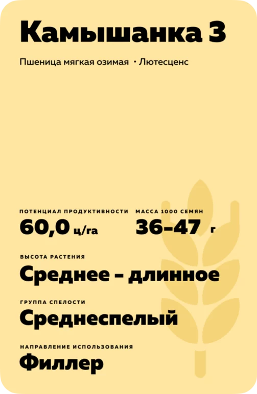 Камышанка 3 пшеница