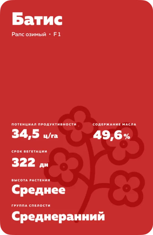 Батис - гибрид озимого рапса  (Brassica napus var. napus).