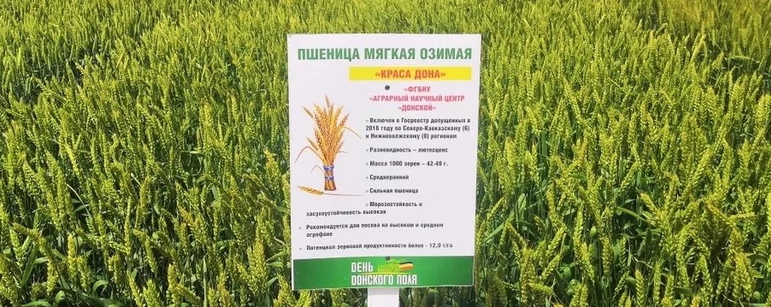 Сорта озимой пшеницы АНЦ "Донской"