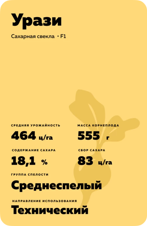Урази  гибрид сахарной свеклы
