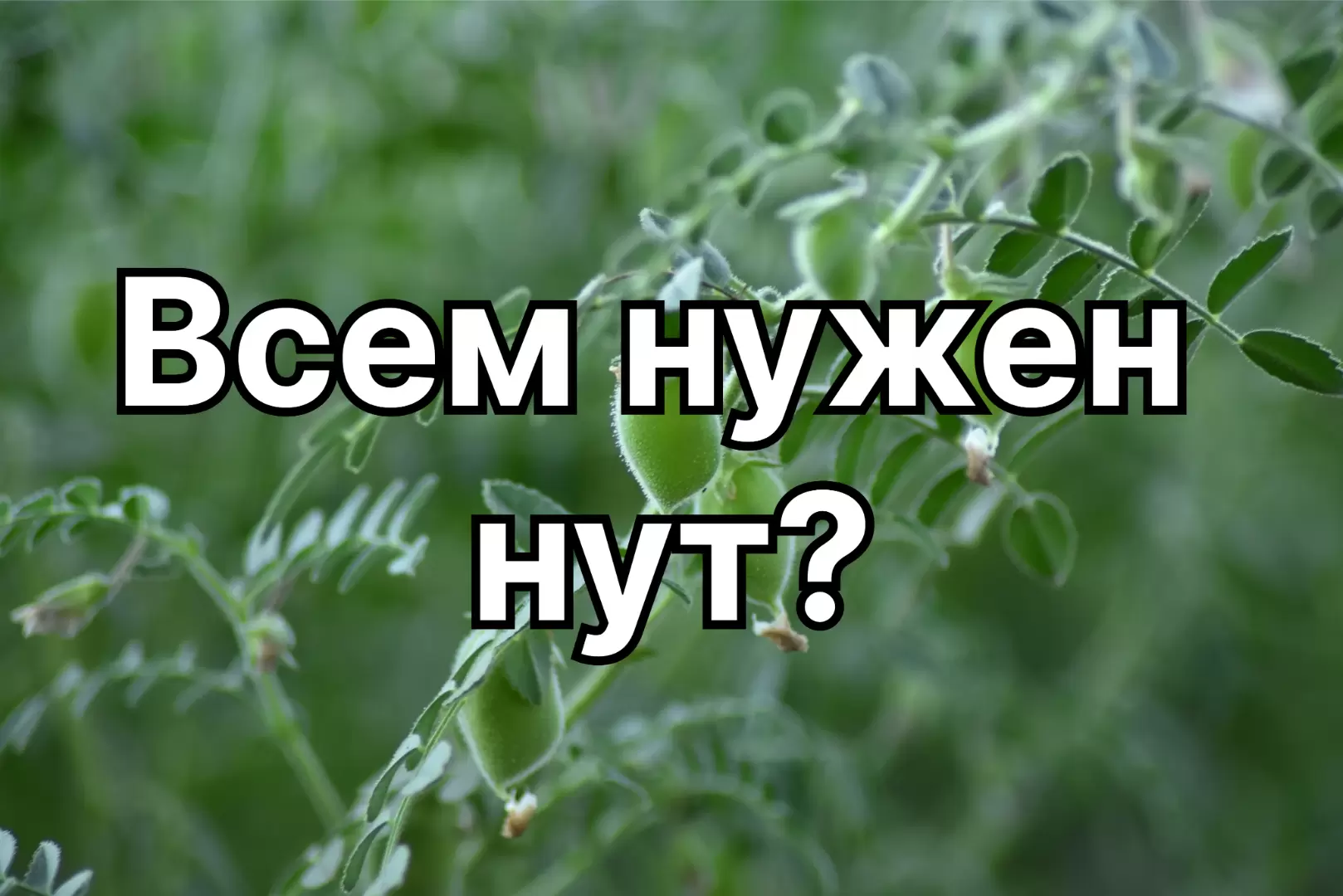 Все хотят выращивать нут? Почему?