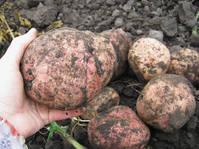 Влияние высокой дозы азотных удобрений на дуплистость клубней картофеля.