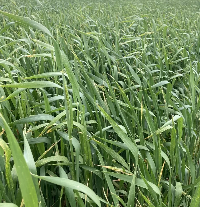 Защита озимой пшеницы