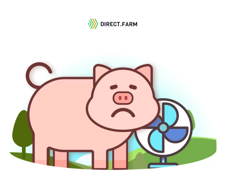Снижение теплового стресса у свиней